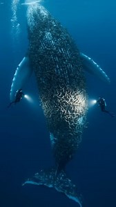 13K views · 368 reactions | India-style fashion tips jo aap miss nahi kar sakte. #FacebookReels #ViralContent #TrendingNow #MustSee #ForYouOnFacebook | Siddhi12 | Facebook