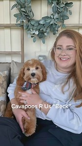 Meet “Beck!” This GORGEOUS Cavapoo baby boy is AVAILABLE for his new forever home. We had a little impromptu photo shoot with Beck after he had his first full haircut. The groomers couldn’t stop going on and on about how well he did. If you’re looking for a hypoallergenic, loyal, perfect for the family, wonderful personality, furry family member…..Beck is your boy!! Contact us today for more information on Beck. www.cavapoosrus.com Cavapoosrus@hotmail.com 865-805-2942 call/text | Cavapoos R Us