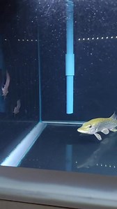 660 reactions · 12 shares | Northern Pike Fish eats Catfish  #PmIsdaKey #isdaislife #somethingfishy #pike #predatorfish #Monster #monsterfish #VideoNotMineCreditToTheRightfulOwner | PM Isda Key | Facebook