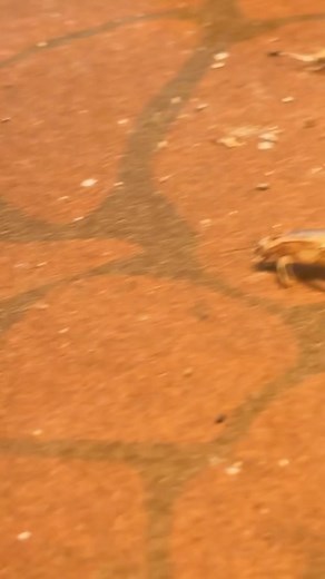 Beast mode | Fancy Huh