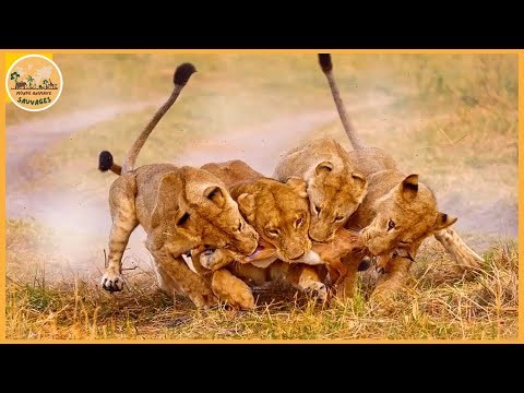 Les attaques de lions les plus impitoyables jamais filmées sur Terre | Animaux sauvages
