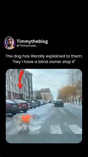 Ejiro Excellennce on Instagram: "This captivating video showcases a highly trained guide dog, appearing to be a Labrador Retriever, taking charge during a perilous street crossing in a snowy urban environment—likely in Russia or Eastern Europe based on the architecture, license plates, and weather conditions. The dog, outfitted in a high-visibility orange vest for safety, doesn't just lead its blind owner; it proactively confronts impatient drivers by positioning itself in front of vehicles and 