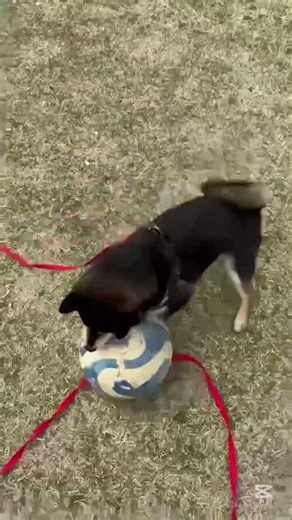 ドリブル名人まろさん #柴犬 #豆柴 #サッカー