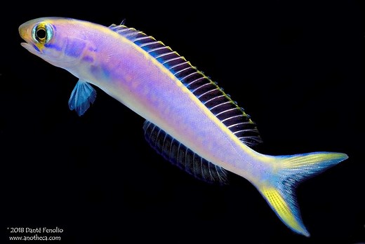 Flashing Tilefish’s Color Changing Skin is Unique in the Animal World | Reef Builders | The Reef and Saltwater Aquarium Blog