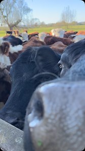 Getting to know our new neighbours | News from Monty Don