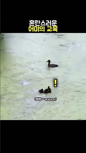 Confused Duck Education