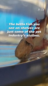 247K views · 6.2K reactions | Have you ever wondered how betta fish get to pet stores? Stuffed in plastic bags & gasping in an inch of water—many fish end up dying before they even arrive at the store  The survivors languish in tiny cups, treated as products to be bought by misinformed customers  | PETA (People for the Ethical Treatment of Animals) | Facebook