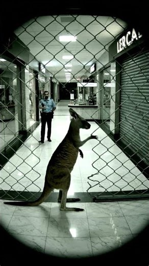 Kangaroo Squares Up With Security Gate”
