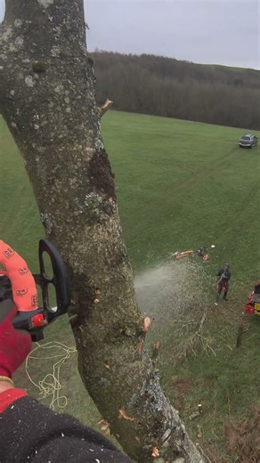 Felling a diseased ash top into a field using a ported Echo 2511 in Wales.