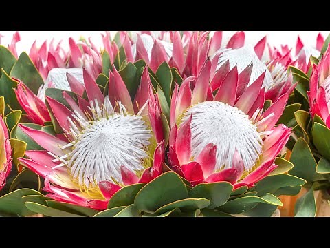 National Flowers of Various Nations journey into The Nature's Pride || Garden of Diversity || Floral