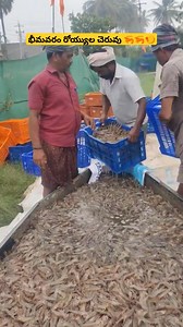 Feeding boats near me | Bhimavaram aqua farmers