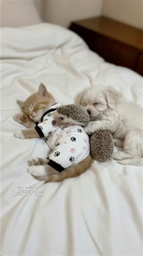 The Hedgehog Stayed Awake So the Cat and Dog Could Sleep Peacefully