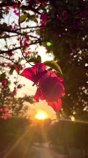 🍒🌷Drem gril🌷🍒 (@drem.gril4)’s videos with original sound - ((_❤️_BABU_❤️_))