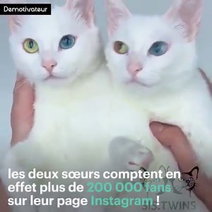 Les plus beaux chats jumeaux du monde ! Crédit : @Sis.Twins | Miaoubox