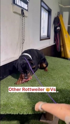 Other Rottweiler vs my Rottweiler 🚨😱 #rottweilerthebruzzo9212 #rottweiler #dog #shorts