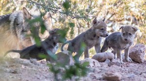Phoenix Zoo celebrates birth of Mexican gray wolf pups amid push to save species
