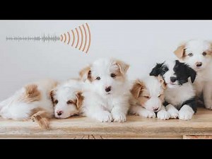Sound to call puppies