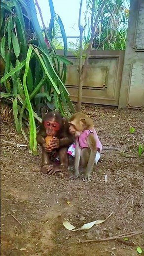 Monkey and Friends Explore the Playground Together #monkeyplaying #cute