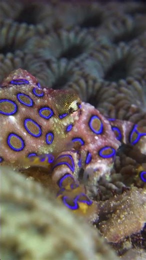 Cute but Deadly: The Blue Ringed Octopus
