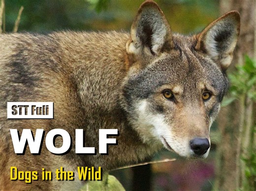 【动物纪录】[中文字幕] 这些红狼幼崽可以拯救整个物种 | PBS Dogs in the Wild