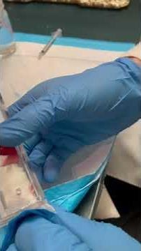 How to Perform Mouse Tail Vein Injections with Mvein Restrainer