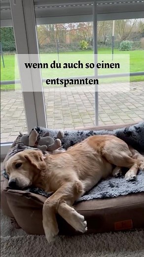 Hundespielzeug selber basteln #welpen #welpenerziehung #welpentipps