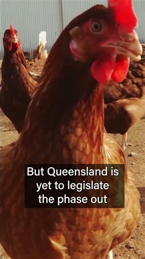 Bye Bye to Battery Cages