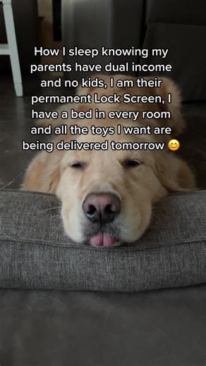 Funny Dog Snoring Compilation: Adorable Sleepy Moments