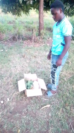 man feeding a rabbit no cartoon