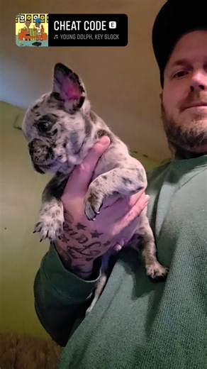 This lil dude ☆Cheat Code☆ is the newest addition to Ghost Town Exotics thanks to my boy Wendell Maddox yet again with another nice litter I couldn't help but pick one up. I named him Cheat Code because he is a fluffy carrier and will be a BIG part of my frenchie program 💯 because its time i created some fluffy frenchies 🔥 | Benz Franklinz