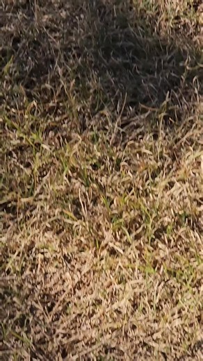 Atleast 12, possibly 14 points. Its hunting season people! | The Pretty Farmer