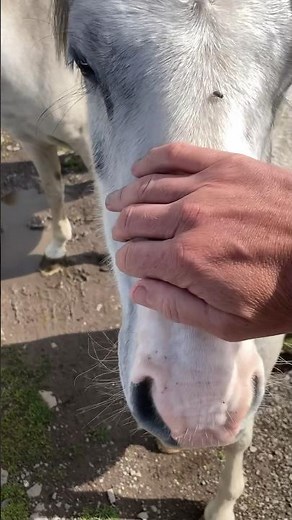 Wild Ponies at Carding Mill Valley | Shropshire, UK