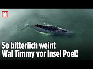 Baltic Sea: Stranded whale Timmy cries all night off the island of Poel!