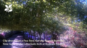 From bud to bloom 🌼 The Laburnum Arch at Bodnant Garden flowered the earliest in a decade following a record amount of sunshine in April and May this year. While we couldn’t welcome any visitors to see the arch in bloom, we shared a virtual experience with you. Now that the arch has finished flowering this year, we wanted to share one final clip, a time-lapse captured from 4 May to 8 June. Enjoy! https://bit.ly/3dRvyCO | National Trust Cymru