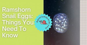 Ramshorn Snail Eggs: Things You Need To Know
