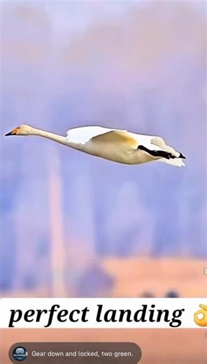 Rate my landing 🫡