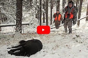 Hunter Takes Black Wolf Encountered While Elk Hunting in Montana