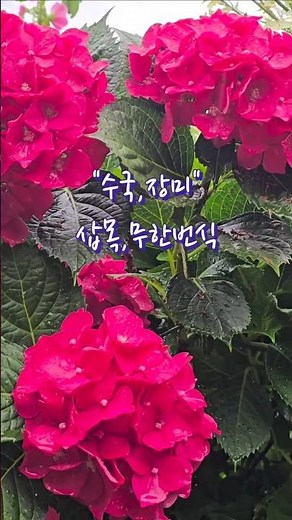 "99% 성공하는 수국 삽목방법"