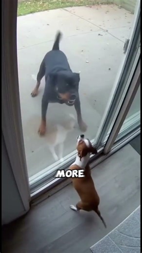 This Dog Acts Tough… Until the Barrier Disappears