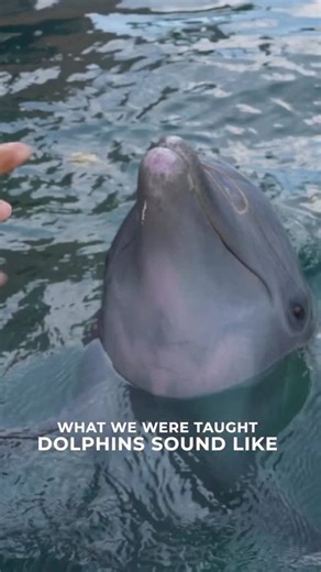 We all grew up thinking dolphins sounded one way… The classic, audio bit we heard on TV? Fun fact: it often wasn’t even a real dolphin! In many older productions, the iconic “dolphin” sound was actually created using manipulated bird calls to make it more dramatic and consistent on screen. But real dolphins are far more dynamic. They use clicks to echolocate, signature whistles that function like names, and a wide range of buzzes and burst pulses that reveal just how complex their communication 