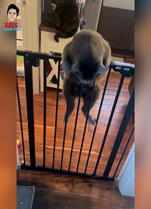 A compilation Of 25 Hilarious Cat Fails 🐱😅 | Ray's Funny Page