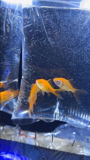 You Won’t Believe These Aquarium Fish Colors ✨ 🐠 🐟 #fish