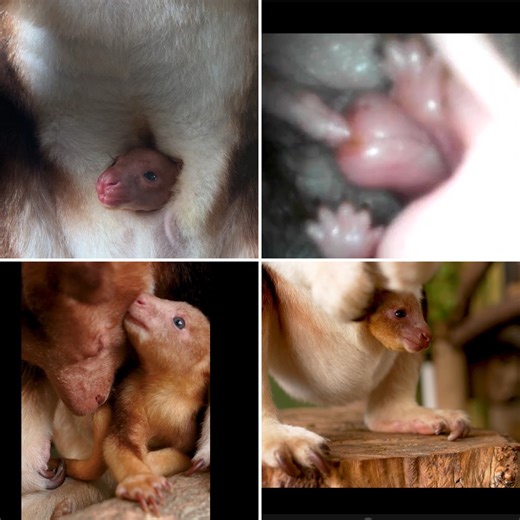 'Pouch cam' shows adorable tree kangaroo joey growing in mom’s pouch