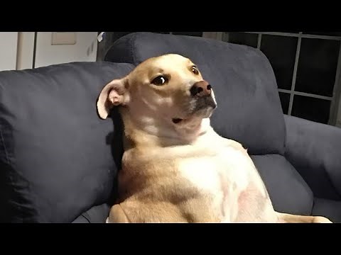 Super FUNNY DOG VIDEOS! 🤣 Funny ANIMALS videos 2024