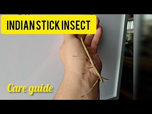 Indian stick insect care and rehousing