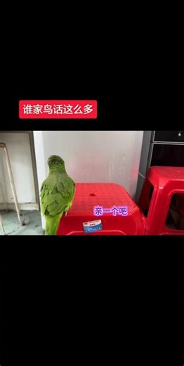 Talkative#The monk parrot speaks#Parrot