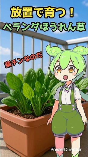 【初心者必見】ほうれん草は放置で育つ！？ベランダで簡単栽培🌿