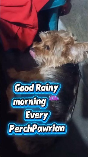 🌧️🐾 Rainy mornings are better with Paw by your side. ❤️happy morning every PerchPawrian