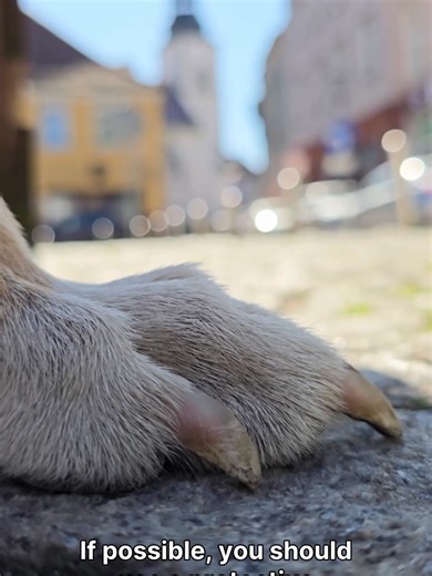 🚨 Could your dog’s paw be injured right now? Paw injuries happen more often than you think. Learn how to spot the signs and give first aid immediately. Every dog owner should know this! 🐾🐶 💾 Save this video for emergencies! 👉 Follow VetsciAI for more dog health and first aid tips. #dogfirstaid #dogpawinjury #doghealth #dogtips #vetsciai #dogemergency #puppylife #dogcaretips #dogowner #doglover #dogfirstaid #pawinjury #dogtok #dogtips