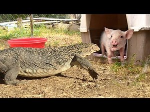 LIZARD walks inside Pig Pen--has PIG FOR DINNER